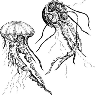 2 elle çizilmiş jellyfishes beyaz arka plan üzerinde izole ayarla vektör.