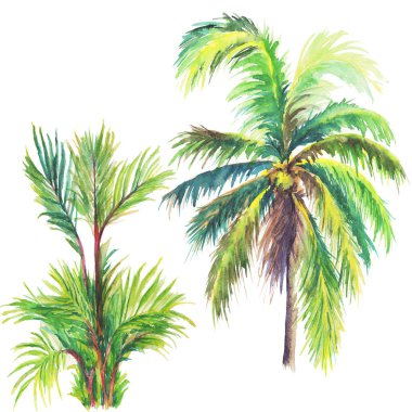 İki el suluboya palmiye ağaçları çekilmiş. illüstrasyon.