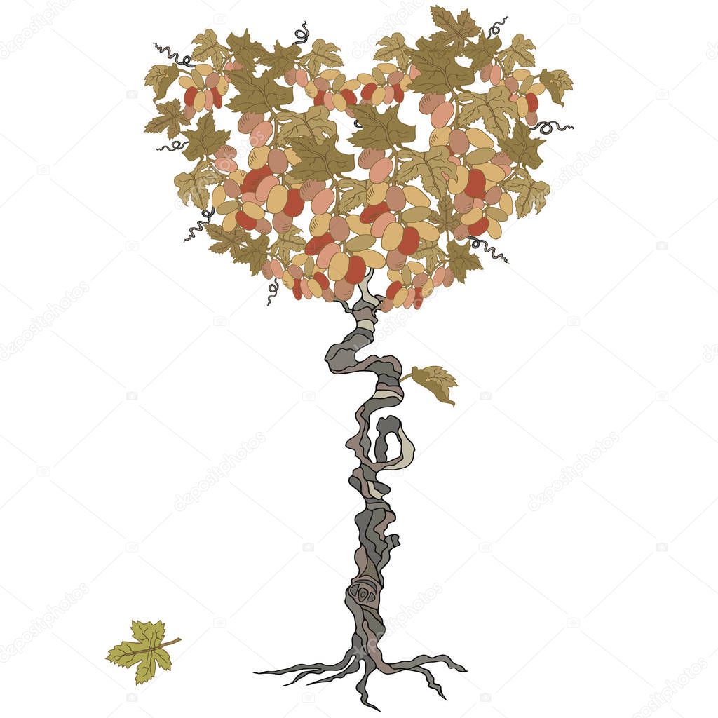 Hand drawn heart tree with grapes. Design element. Isolated on white background. Vector.