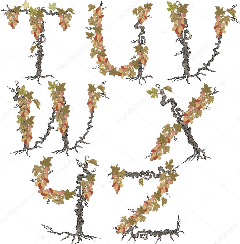 Letters T, U, V, W, X, Y, Z with hand drawn grapes.