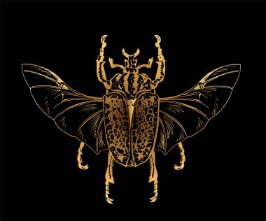 Siyah arka plan üzerine izole egzotik altın böcek. Vektör çizim
