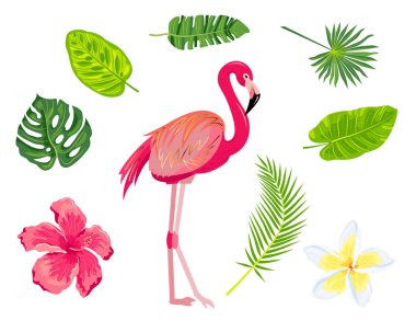 Flamingo, tropikal yapraklar, plumeria, egzotik çiçek, ambar seti..