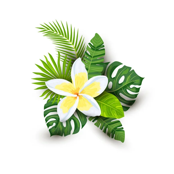 Tropické Exotické Listy Plumeria Květ Stíny Vektorové Ilustrace Izolované Bílém — Stockový vektor
