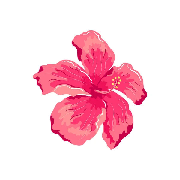 Tropical exotic flower hibiscus. Vector illustration on white background.