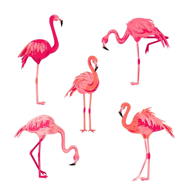 Pink Flamingos Set Vector Illustration Design Element Isolated White Background — 스톡 벡터