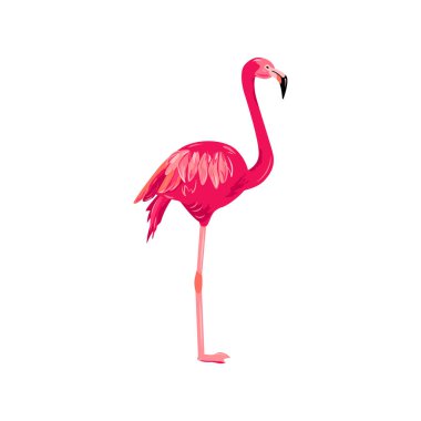 Pembe flamingo vektör çizim. Beyaz arka plan üzerinde izole tasarım öğesi.