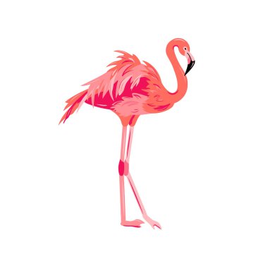 Pembe flamingo vektör çizim. Beyaz arka plan üzerinde izole tasarım öğesi.