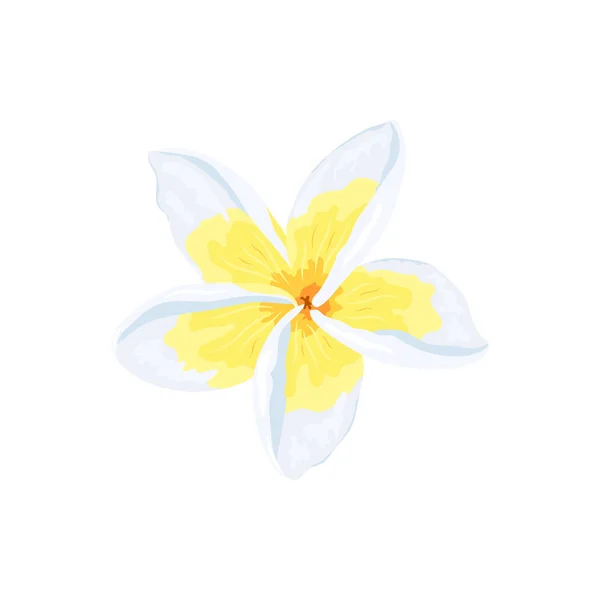 Tropische Plumeria Oder Fpangipani Blumenvektorillustration Isoliert Auf Weißem Hintergrund Gestaltungselement — Stockvektor