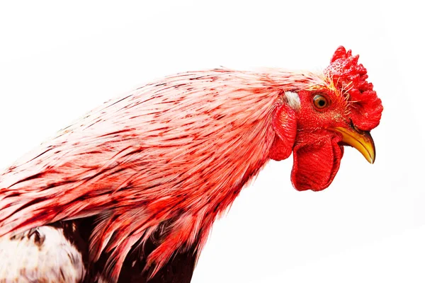 Retrato da cabeça de um galo. isolado em fundo branco. Galo de fogo vermelho — Fotografia de Stock