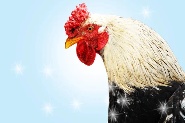 Symbol of the year on the eastern calendar. cock with a red crown on a blue background — Stock Photo, Image
