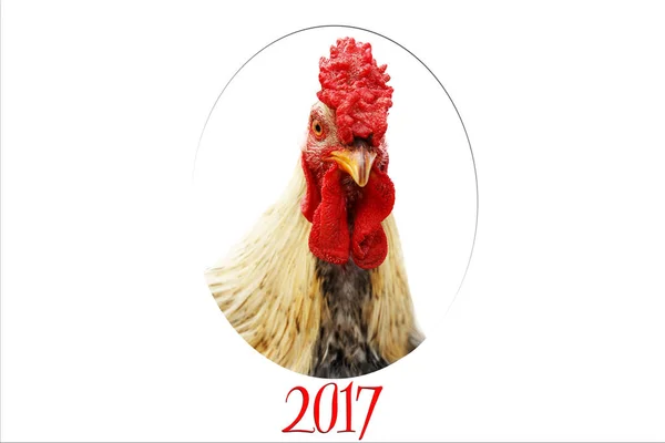 Galo em um fundo branco. Galo de fogo vermelho. símbolo de 2017 no calendário do Leste — Fotografia de Stock