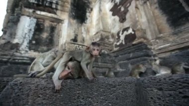 Lopburi, Tayland, şehrin ücretsiz maymun