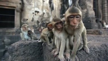Lopburi, Tayland, şehrin ücretsiz maymun