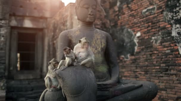 Lopburi, Tailandia, la ciudad de los monos libres — Vídeos de Stock