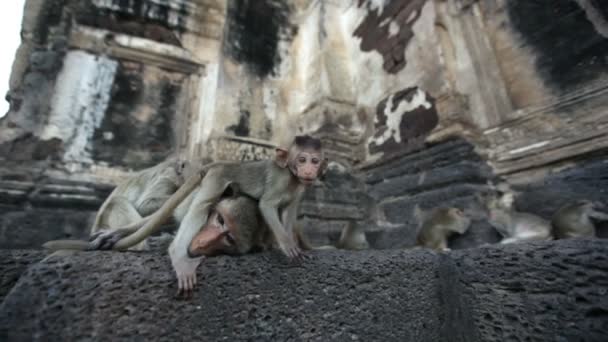 Lopburi, Thaiföld, a város ingyenes majmok — Stock videók