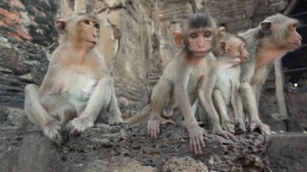 Lopburi, Thailand, de stad van gratis apen — Stockvideo