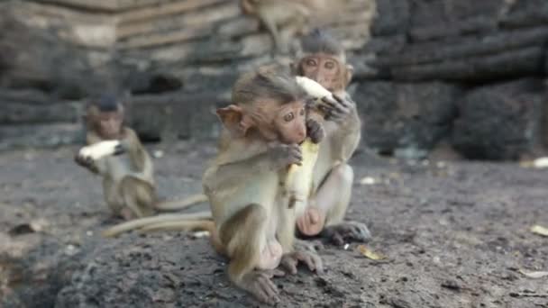 Lopburi, Thaïlande, la ville des singes libres — Video