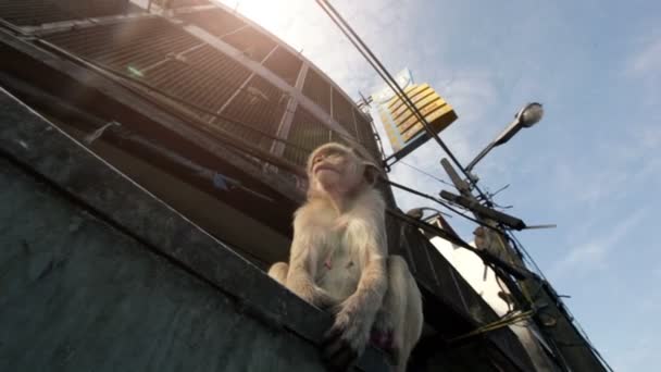Lopburi, Thailand, de stad van gratis apen — Stockvideo
