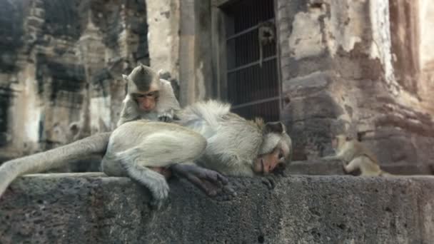 Lopburi, Thailandia, la città delle scimmie gratuite — Video Stock