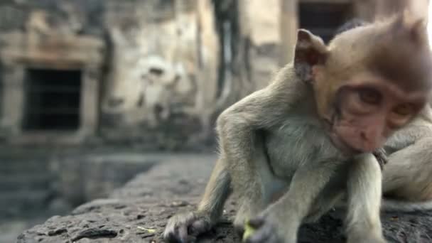 泰国华富里市免费的猴子 — 图库视频影像