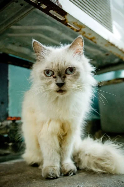 Rua gato selvagem — Fotografia de Stock