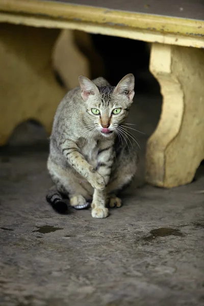 Kucing liar jalanan — Stok Foto