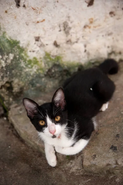 Kucing liar jalanan — Stok Foto