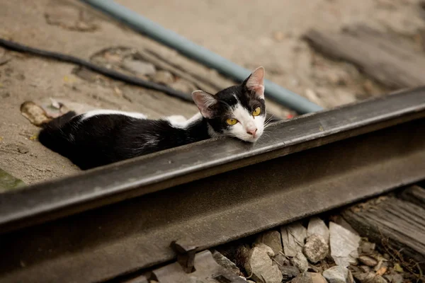 Sokak vahşi kedi 