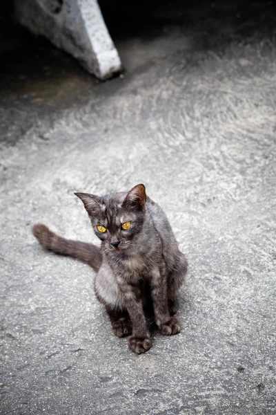 Rua gato selvagem — Fotografia de Stock