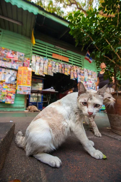Kucing liar jalanan — Stok Foto