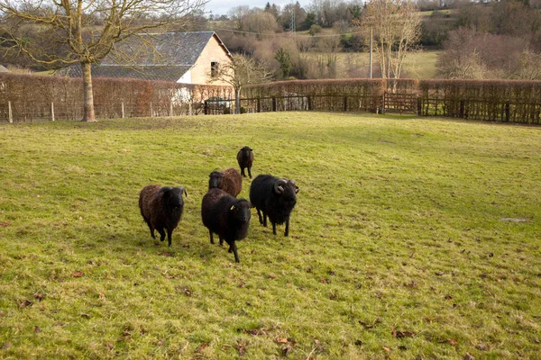 Un carnero negro, y manada de ovejas —  Fotos de Stock