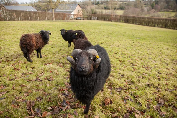 Černé ram a stádo ovcí — Stock fotografie