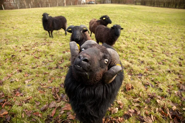 Un carnero negro, y manada de ovejas —  Fotos de Stock