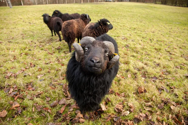 Un carnero negro, y manada de ovejas —  Fotos de Stock