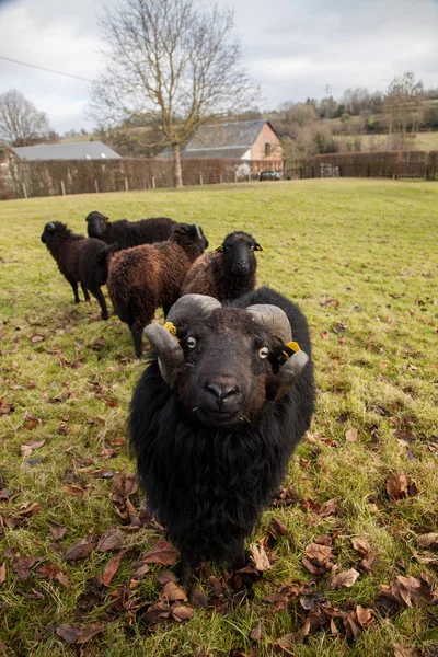 Bir siyah ram ve koyun sürüsü — Stok fotoğraf