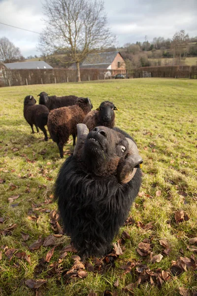 Černé ram a stádo ovcí — Stock fotografie