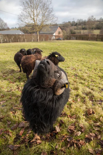 Černé ram a stádo ovcí — Stock fotografie