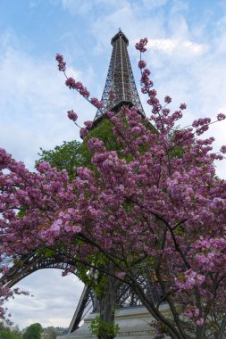 Ağaçlar çiçek ile Eyfel Kulesi.