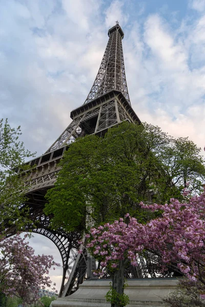 花の木とエッフェル塔. — ストック写真