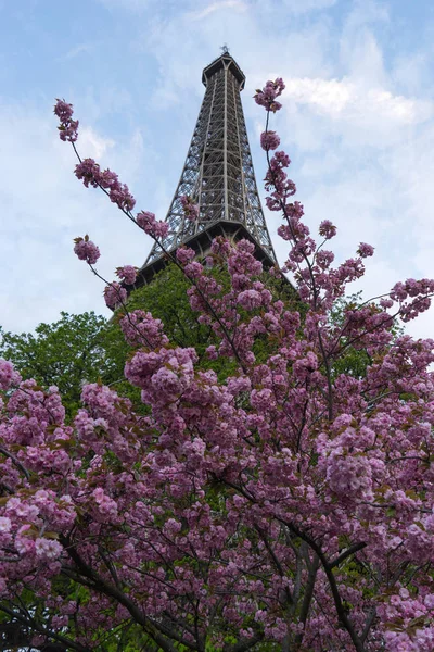 花の木とエッフェル塔. — ストック写真