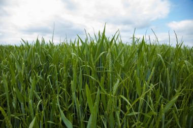 Bir genç buğday hala yeşil alan Fransız kırsal kesimde 