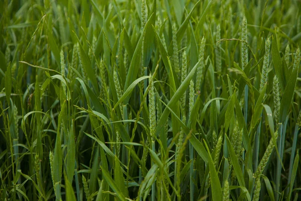 Молодое пшеничное поле все еще зеленое во французской деревне — стоковое фото