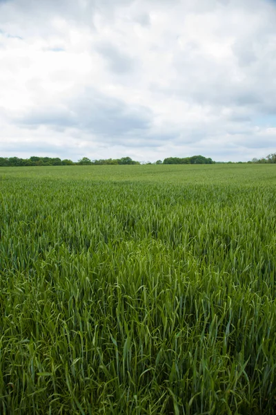 Jeszcze zielone pole młodej pszenicy w francuskiej wsi — Zdjęcie stockowe