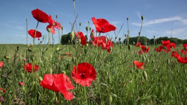 Mohn auf einem vom Wind geschüttelten Feld — Stockvideo