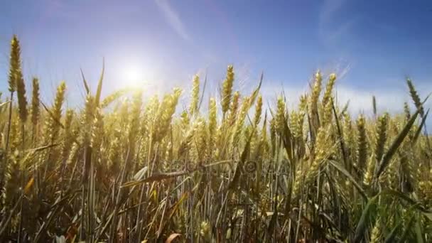 小麦在法国乡村的领域 — 图库视频影像