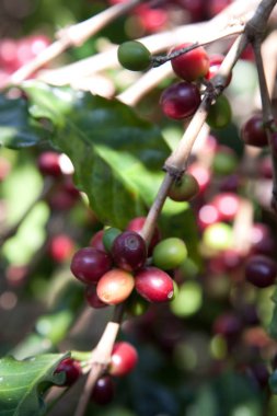Çalılar, Kuzey Tayland bir plantasyon içinde kahve tohumları