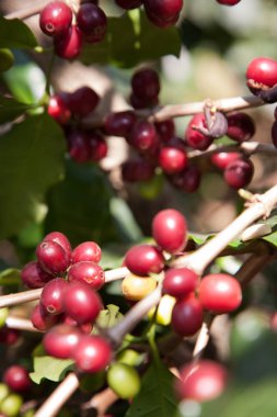 Çalılar, Kuzey Tayland bir plantasyon içinde kahve tohumları