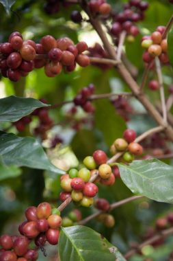 Çalılar, Kuzey Tayland bir plantasyon içinde kahve tohumları