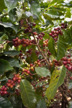 Çalılar, Kuzey Tayland bir plantasyon içinde kahve tohumları