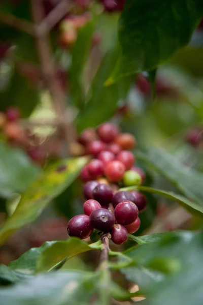 Káva semena keře, v plantáži v severním Thajsku — Stock fotografie